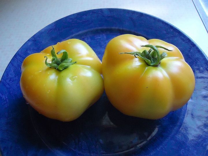 more tomatoes on parade, gardening, Branscomb s Orange tomato