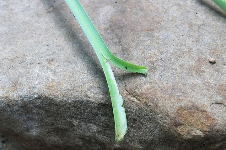 my hosta leaves are being chewed off at the base help, They all have this sort of tear on them