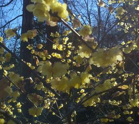 my favorite cold weather fragance is the wintersweet chimonanthus praecox var, gardening
