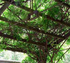 three photos to remember the next time you think about planting a wisteria, gardening, outdoor living, The canopy