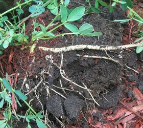 squirrels and peanut plants, great roots on the bigger plant