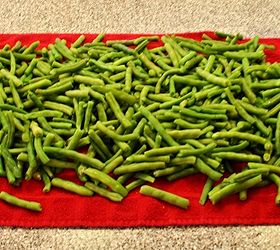 how to freeze green beans from the garden, gardening, Dry the beans on a towel