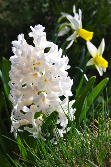 white hyacinth and daffodil combination, gardening, Hyacinthus orientalis Aiolos and Narcissus Jenny combine here with some new blue foliage of ornamental grass Festuca Elijah Blue