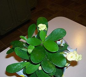 can you name this plant, flowers, gardening, succulents