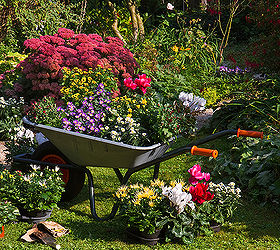 newbie gardening mistakes to avoid, flowers, gardening