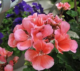 making the most of a small patio, flowers, gardening, hydrangea, outdoor living, repurposing upcycling, Pretty coral colored geraniums in pots
