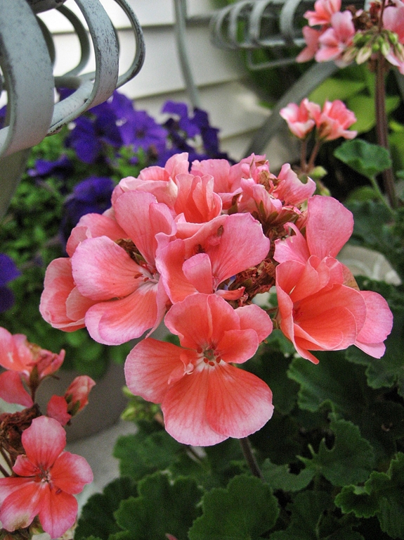making the most of a small patio, flowers, gardening, hydrangea, outdoor living, repurposing upcycling, Pretty coral colored geraniums in pots