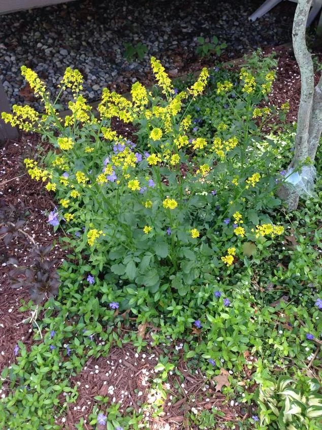 is this a weed or flower