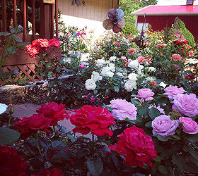 fourth of july rosas que hablan de amrica, Tonos rojos blancos y azules