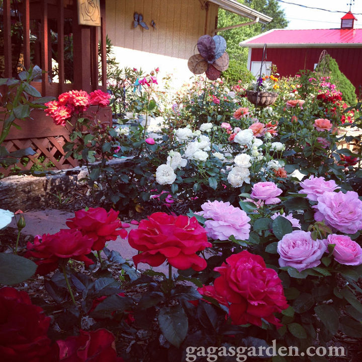 fourth of july rosas que hablan de amrica, Tonos rojos blancos y azules