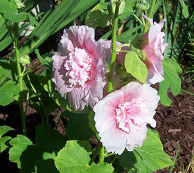 come on a virtual tour of my garden today, gardening, Hollyhock So many more buds ready to open too