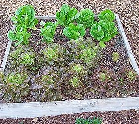 garden 2013, flowers, gardening, Romaine and Red Sails Lettuce April 10 2013