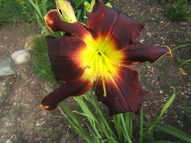 it s daylily time and i love it, gardening