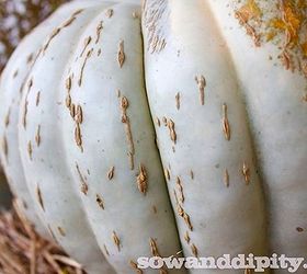 heirloom pumpkins gourds and squashes, gardening, seasonal holiday d cor, This is one of my treasured finds this year it s greenish blue skin is super smooth and it has these great raised brown warts