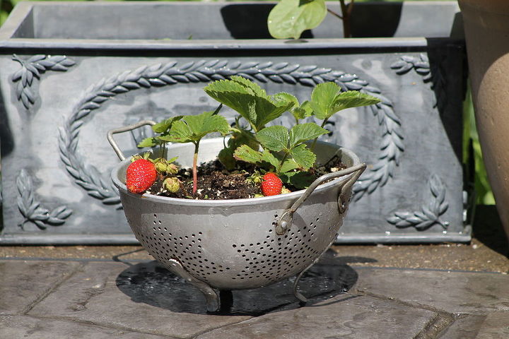 strawberry colander planter, gardening