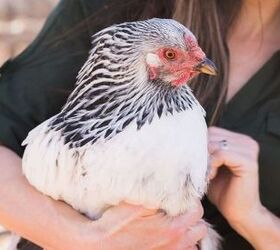 thinking about getting chickens, homesteading, pets animals