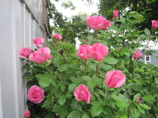 my garden in june, flowers, gardening, hydrangea, Buck rose
