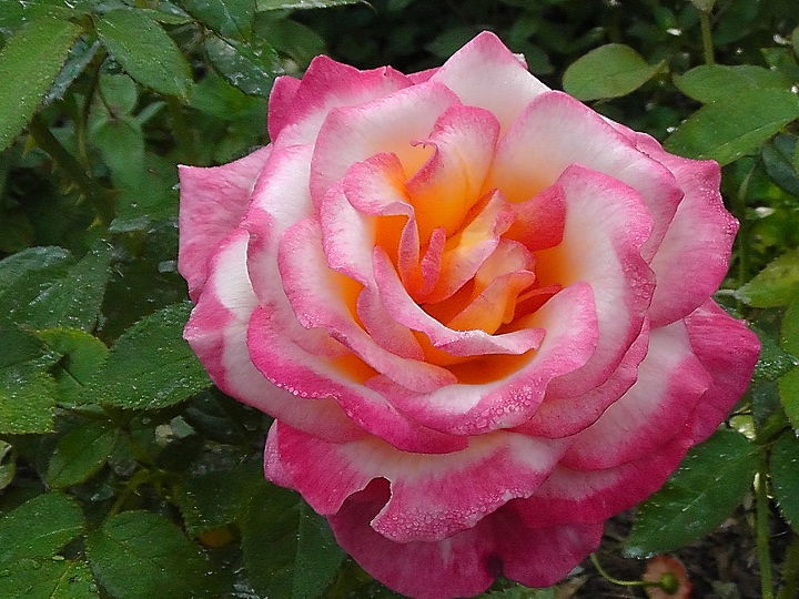 more about my hobby, flowers, gardening, The color of this tea rose is just beautiful It doesn t bloom in clusters but I still love it
