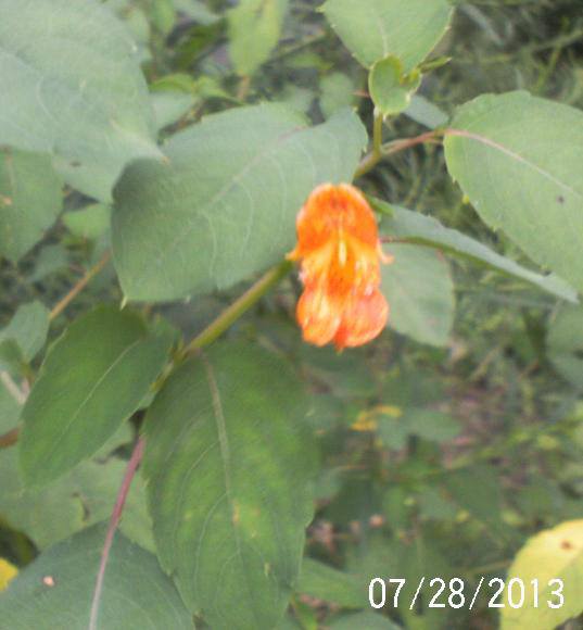 just some of the flowers in our yard, flowers, gardening, Jewel Weed