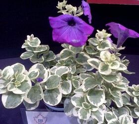 ggia wintergreen tradeshow, gardening, Variegated leaf petunia