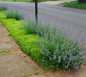 curb strip plantings with nepeta sedum and iris, flowers, gardening, perennials, Catmint Nepeta Walker s Low grows low mounds in our curb strip over ground cover Sedum Acre