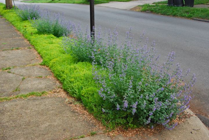 curb strip plantings with nepeta sedum and iris, flowers, gardening, perennials, Catmint Nepeta Walker s Low grows low mounds in our curb strip over ground cover Sedum Acre