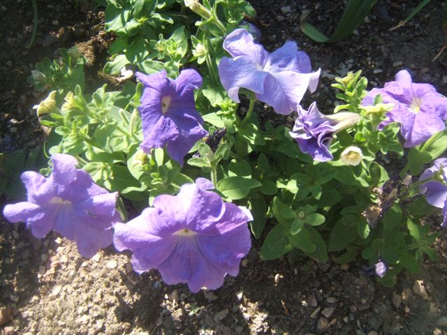 plantas para atrair beija flores, Cultive pet nias em vasos para observar beija flores em seu deck