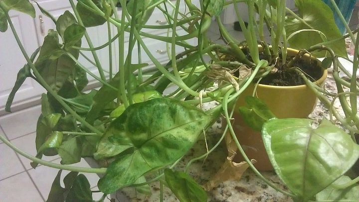 unruly and rebellious houseplants how do i control them, Close up of how it is reaching out and turning upward arrowhead plant I turn the pot but it just does the same thing on the other side