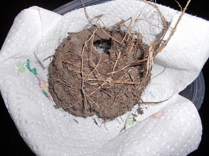 does anyone know what kind of bird nests these are, pets animals, This is the bottom side of this nest found in the grape vine