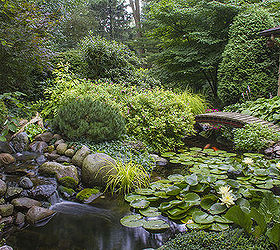 4 tips for success with aquatic plants, gardening, ponds water features