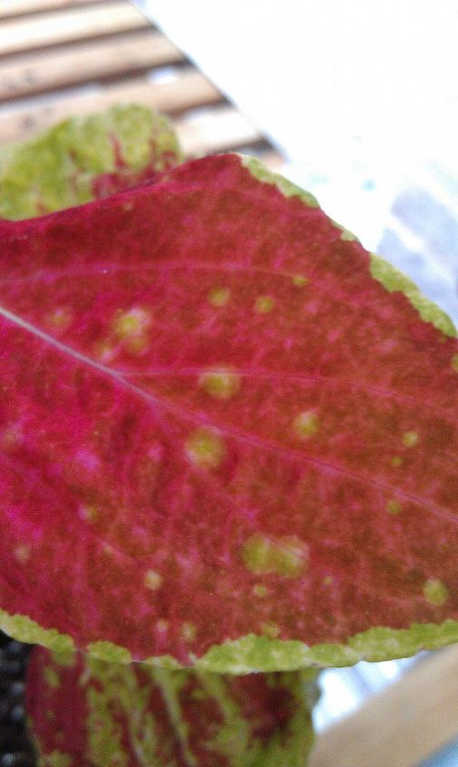 what s ailing my coleus, gardening