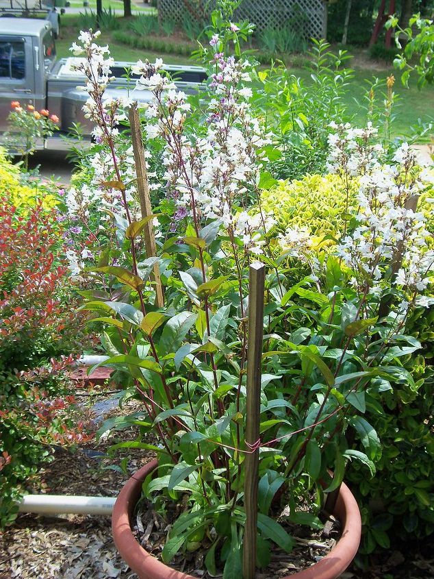 can someone tell me what kind of plant this is, gardening