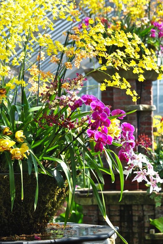 garden visit phipps conservatory s winter orchid show 2014, gardening