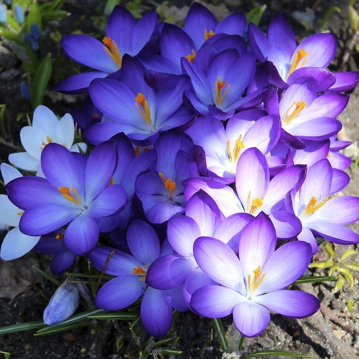 spring s first blooms, flowers, gardening, Crocuses come in a variety of purples whites and yellows I usually buy a mixed bag for variety