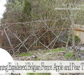 learn how to prune an espaliered belgian fence of apple and pear trees, fences, gardening