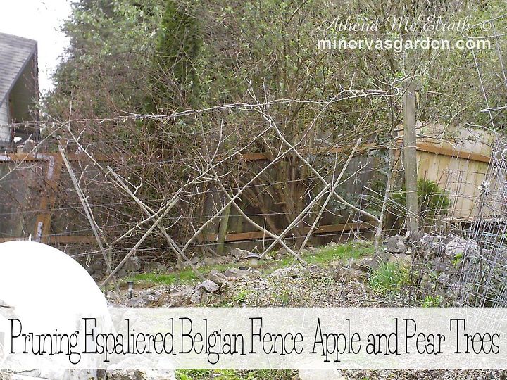 learn how to prune an espaliered belgian fence of apple and pear trees, fences, gardening