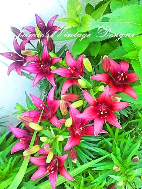 my lilies 2013 asiatic oriental and daylilies zone 5 6, flowers, gardening, Nerone Asiatic Hybrid Lily