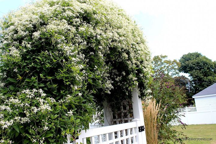 need help cutting back my clematis, gardening, It is growing over a moongate but the blooms have now gone and am thinking we should trim it back now for winter