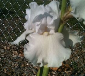flowers in my gardens, flowers, gardening, This Iris actually has a tinge of lavender pink that you can t see in this photo
