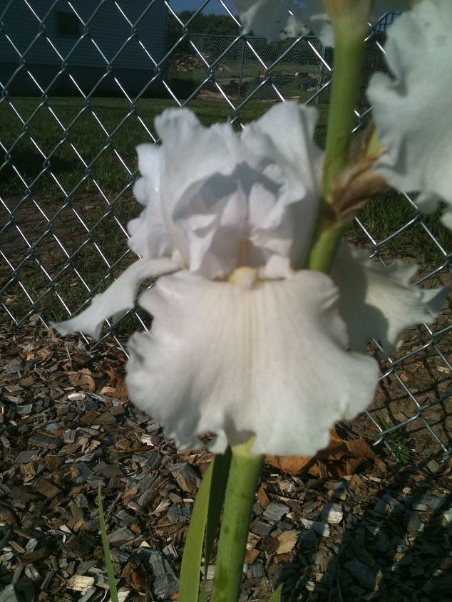 flowers in my gardens, flowers, gardening, This Iris actually has a tinge of lavender pink that you can t see in this photo