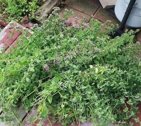 i should name this post don t let this happen to your herbs, flowers, gardening, All the harvested oregano I did a big no no and let a lot of it flower I am always preaching at people not to let your herbs flower into the very last of the growing season