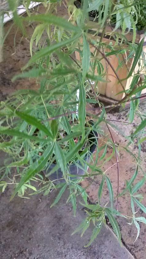 my love affair, Koto Moito