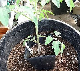 how to take care of your new tomato plants, container gardening, gardening, Transplanting your new tomato means finding the right container
