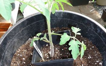  Como cuidar de suas novas plantas de tomate