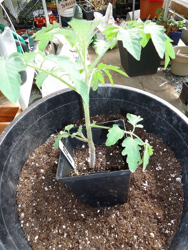 como cuidar de suas novas plantas de tomate, Transplantar seu novo tomate significa encontrar o recipiente certo