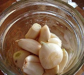 preserving garlic, gardening