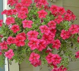 july bloomers in west texas, flowers, gardening, outdoor furniture, outdoor living, red petunias
