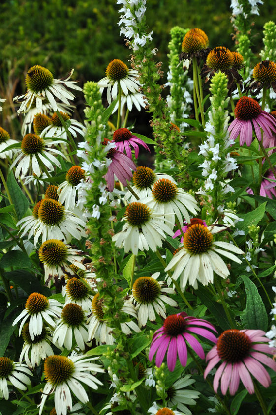 great color for the late summer garden, flowers, gardening, Echinacea