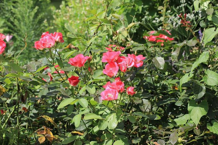 st louis garden tour, flowers, gardening