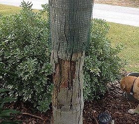 one of my palm trees is loosing its bark right where the sprinkler